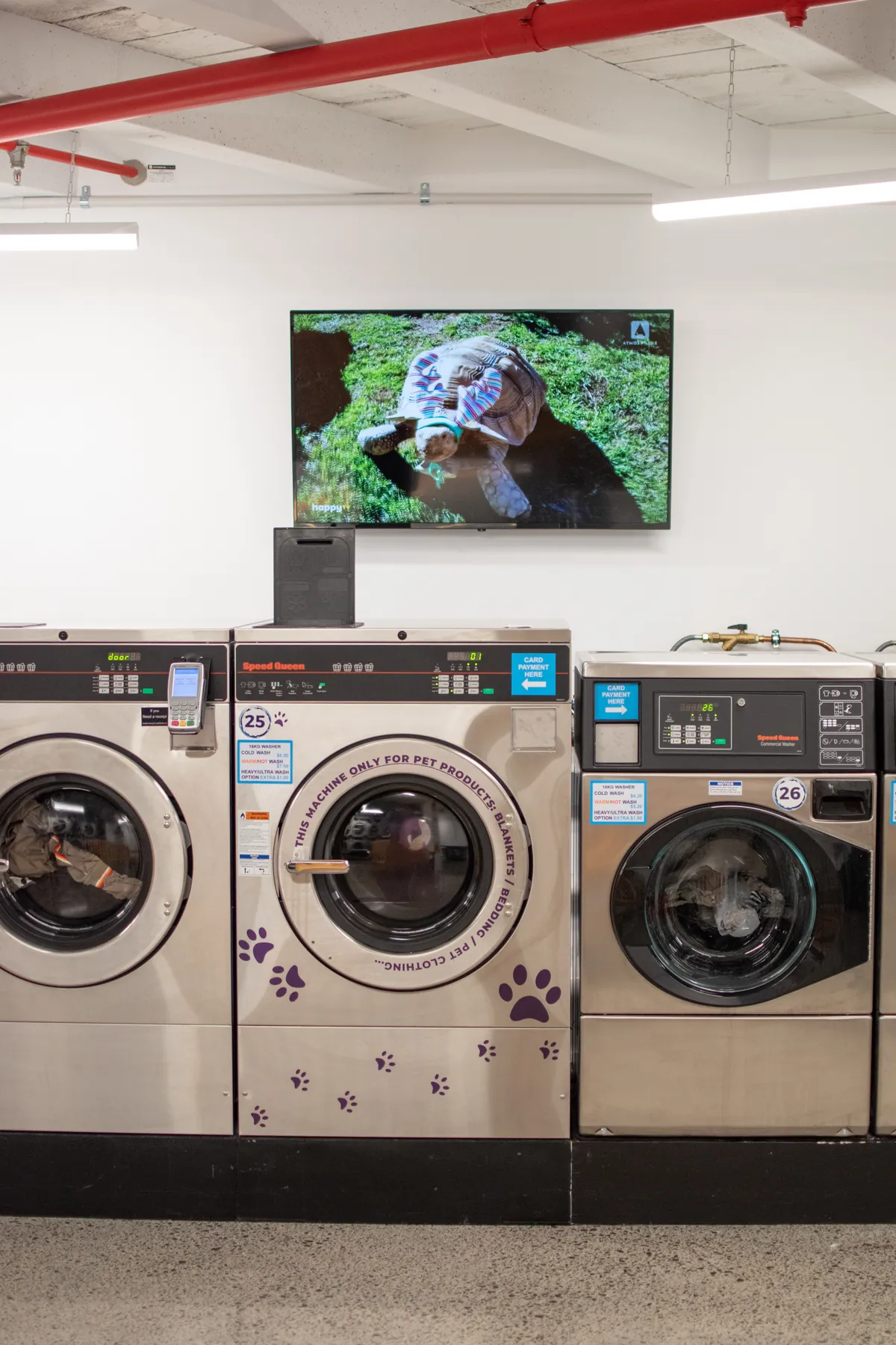 Purple Paws pet washer with paw print decals at Coast Laundromat Whangaparaoa